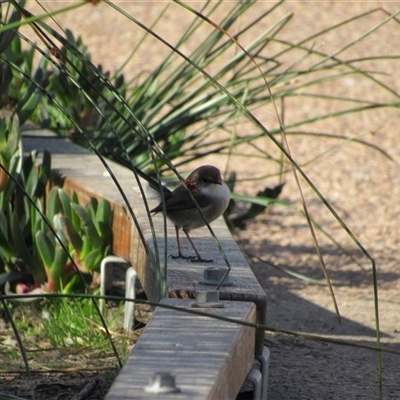 Malurus cyaneus (Superb Fairywren) at Merimbula, NSW - 7 Jun 2025 by TwitchyCalm