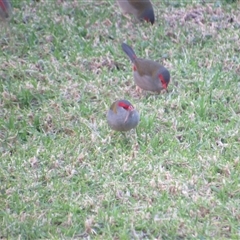 Neochmia temporalis (Red-browed Finch) at Merimbula, NSW - 7 Jun 2025 by TwitchyCalm