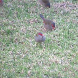 Neochmia temporalis (Red-browed Finch) at Merimbula, NSW - 7 Jun 2025 by TwitchyCalm
