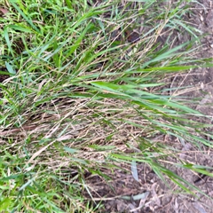 Poaceae (family) at Alphington, VIC - 14 Jun 2025 by Hejor1