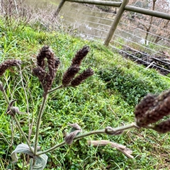 Verbena sp. at Alphington, VIC - 14 Jun 2025 by Hejor1