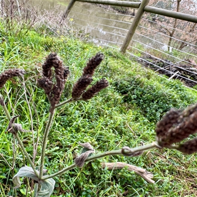 Verbena sp. at Alphington, VIC - 14 Jun 2025 by Hejor1
