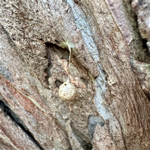 Tamopsis sp. (genus) (Two-tailed spider) at Alphington, VIC - 14 Jun 2025 by Hejor1