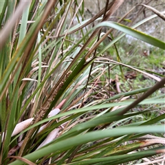 Lomandra longifolia at Alphington, VIC - 14 Jun 2025 02:13 PM