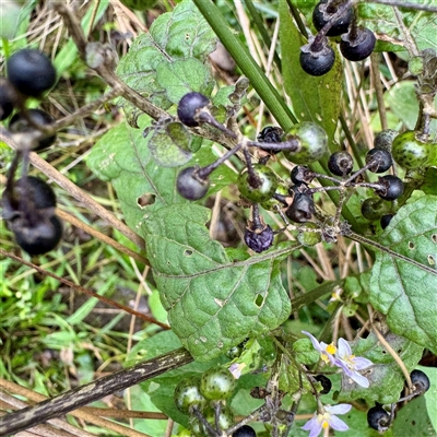 Solanum nigrum at Alphington, VIC - 14 Jun 2025 by Hejor1