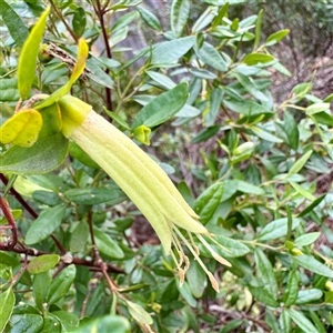 Correa glabra at Alphington, VIC - 14 Jun 2025 by Hejor1