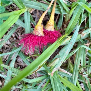 Eucalyptus sideroxylon at Alphington, VIC - 14 Jun 2025 by Hejor1
