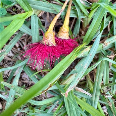 Eucalyptus sideroxylon at Alphington, VIC - 14 Jun 2025 by Hejor1