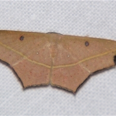 Traminda aventiaria (A Geometer moth) at Fairymead, QLD - 17 Oct 2008 by PJH123