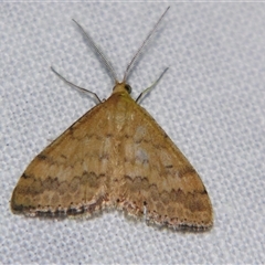 Scopula rubraria (Reddish Wave, Plantain Moth) at Fairymead, QLD - 17 Oct 2008 by PJH123