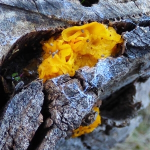 Unverified Convoluted to brain-like [Brain jelly & look-alikes]  at West Hobart, TAS - Yesterday by VanessaC