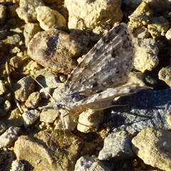 Microdes villosata (Distorted Carpet) at West Hobart, TAS - Yesterday by VanessaC
