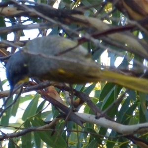 Nesoptilotis flavicollis (Yellow-throated Honeyeater) at Clifton Beach, TAS - 13 Jun 2025 by VanessaC