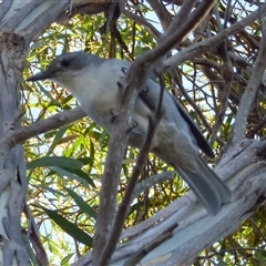 Colluricincla harmonica (Grey Shrikethrush) at Clifton Beach, TAS - 13 Jun 2025 by VanessaC
