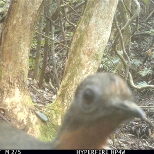 Menura novaehollandiae (Superb Lyrebird) at Lorne, NSW - 2 Jun 2025 by Butlinz