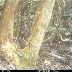 Menura novaehollandiae at Lorne, NSW - 2 Jun 2025 01:31 PM