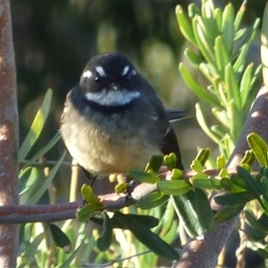 Rhipidura albiscapa at Clifton Beach, TAS - 13 Jun 2025 03:40 PM