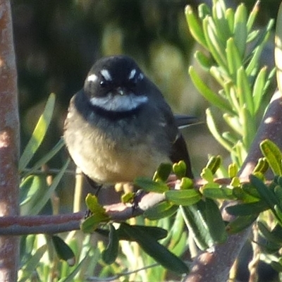 Rhipidura albiscapa (Grey Fantail) at Clifton Beach, TAS - 13 Jun 2025 by VanessaC