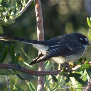 Rhipidura albiscapa at Clifton Beach, TAS - 13 Jun 2025 03:40 PM