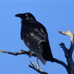 Corvus tasmanicus (Forest Raven) at Clifton Beach, TAS - 13 Jun 2025 by VanessaC