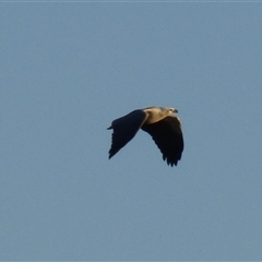 Haliaeetus leucogaster (White-bellied Sea-Eagle) at Clifton Beach, TAS - 13 Jun 2025 by VanessaC