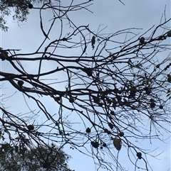 Unverified Eucalyptus Gall at Crowther, NSW - 15 Jun 2025 by Frecko
