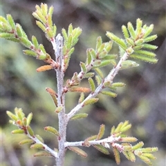 Calytrix tetragona (Common Fringe-myrtle) at Crowther, NSW - 15 Jun 2025 by Frecko