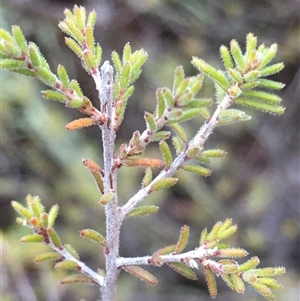Calytrix tetragona (Common Fringe-myrtle) at Crowther, NSW - Yesterday by Frecko