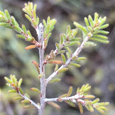 Calytrix tetragona (Common Fringe-myrtle) at Crowther, NSW - 15 Jun 2025 by Frecko