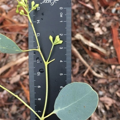 Eucalyptus polyanthemos (Red Box) at Crowther, NSW - 15 Jun 2025 by Frecko