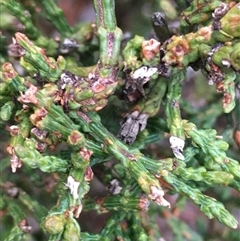 Callitris glaucophylla at Crowther, NSW - 15 Jun 2025 by Frecko