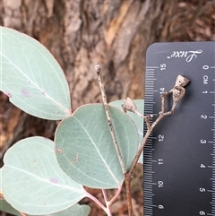 Eucalyptus polyanthemos (Red Box) at Crowther, NSW - 15 Jun 2025 by Frecko