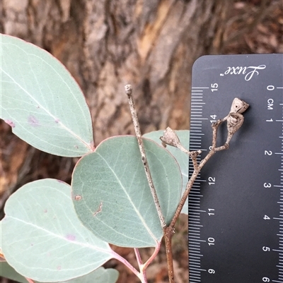 Eucalyptus polyanthemos (Red Box) at Crowther, NSW - 15 Jun 2025 by Frecko