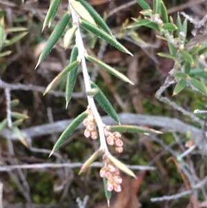 Leucopogon virgatus at Crowther, NSW - Yesterday by Frecko