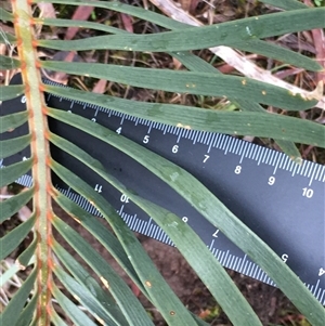 Macrozamia secunda at Crowther, NSW - Yesterday by Frecko