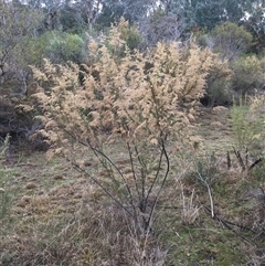 Cassinia sifton at Crowther, NSW - 15 Jun 2025 03:56 PM