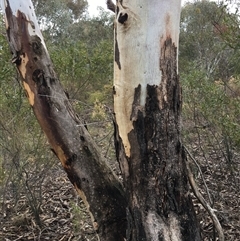 Eucalyptus blakelyi at Crowther, NSW - 15 Jun 2025 03:52 PM