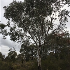 Eucalyptus blakelyi at Crowther, NSW - 15 Jun 2025 03:52 PM