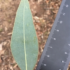 Eucalyptus blakelyi at Crowther, NSW - 15 Jun 2025 03:52 PM
