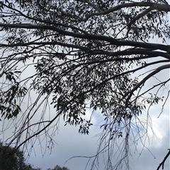 Eucalyptus blakelyi at Crowther, NSW - 15 Jun 2025 03:52 PM