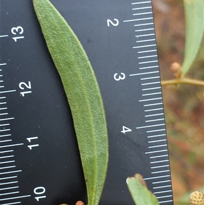 Acacia verniciflua (Varnish Wattle) at Crowther, NSW - 15 Jun 2025 by Frecko