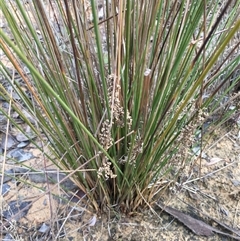 Juncus usitatus at Crowther, NSW - 15 Jun 2025 by Frecko