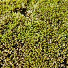 Grimmia sp. at Hawker, ACT - 14 Jun 2025 by sangio7