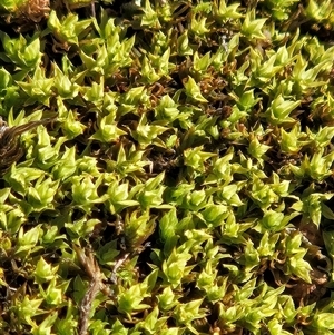Barbula sp. at Hawker, ACT - 14 Jun 2025 by sangio7