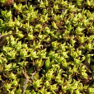 Barbula sp. at Hawker, ACT - 14 Jun 2025 by sangio7