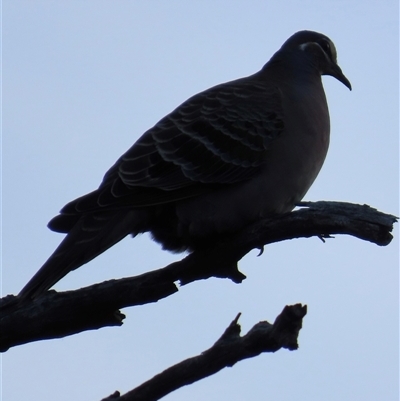 Phaps chalcoptera (Common Bronzewing) at Aranda, ACT - 14 Jun 2025 by lbradley