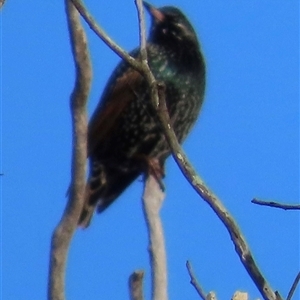 Sturnus vulgaris at Cook, ACT - 14 Jun 2025 by lbradley
