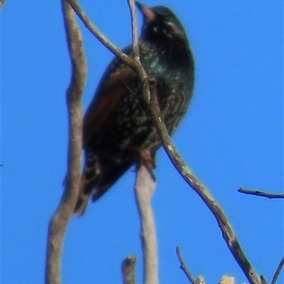 Sturnus vulgaris (Common Starling) at Cook, ACT - 14 Jun 2025 by lbradley
