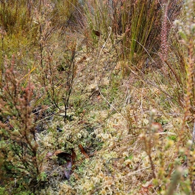Sphagnum sp. (genus) by JimL