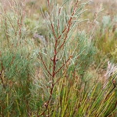 Hakea microcarpa (Small-fruit Hakea) at Tharwa, ACT - 15 Jun 2025 by JimL